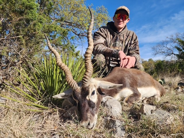 Blackbuck hunt