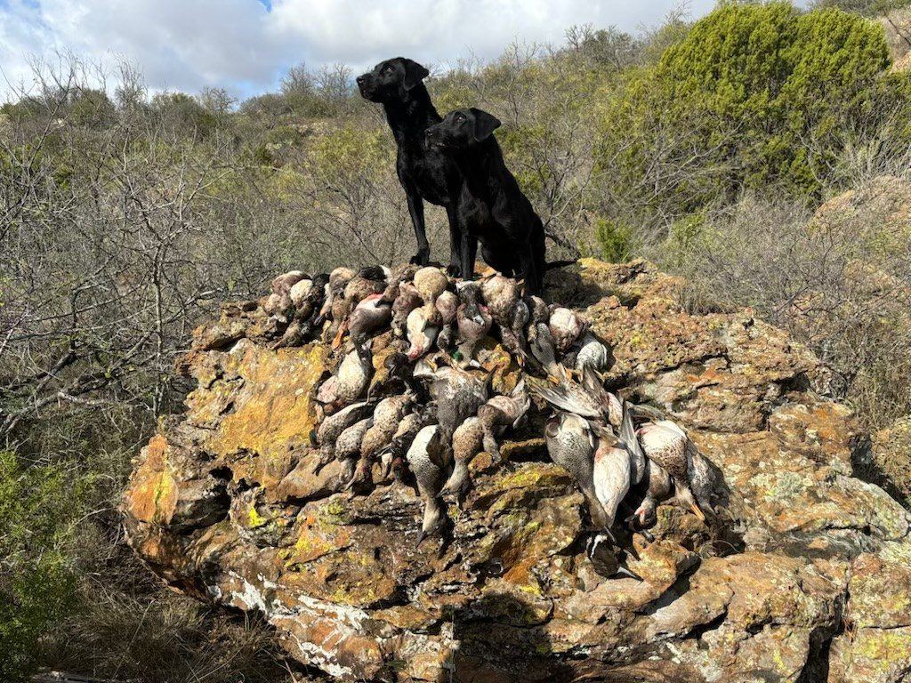 Dogs with ducks