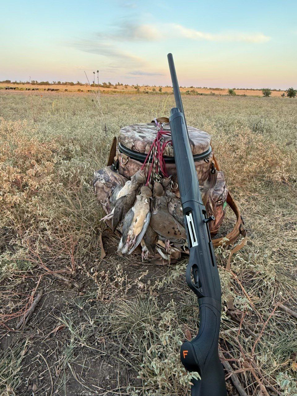 Dove hunt harvest